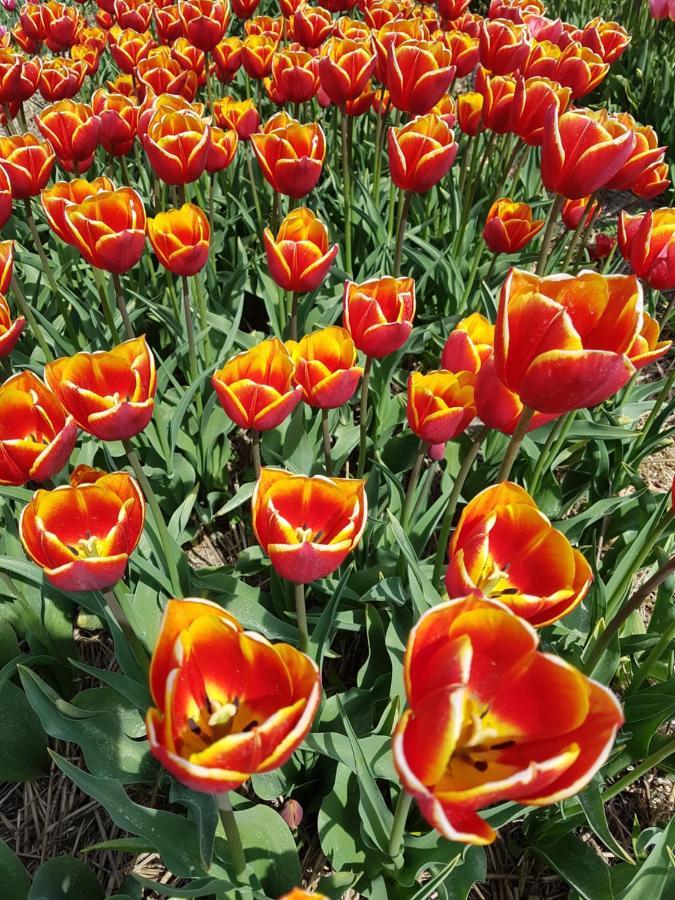 Romantisch Huisje Nabij Het Strand Met Uitzicht Op De Tulpenvelden Юлианадорп Экстерьер фото