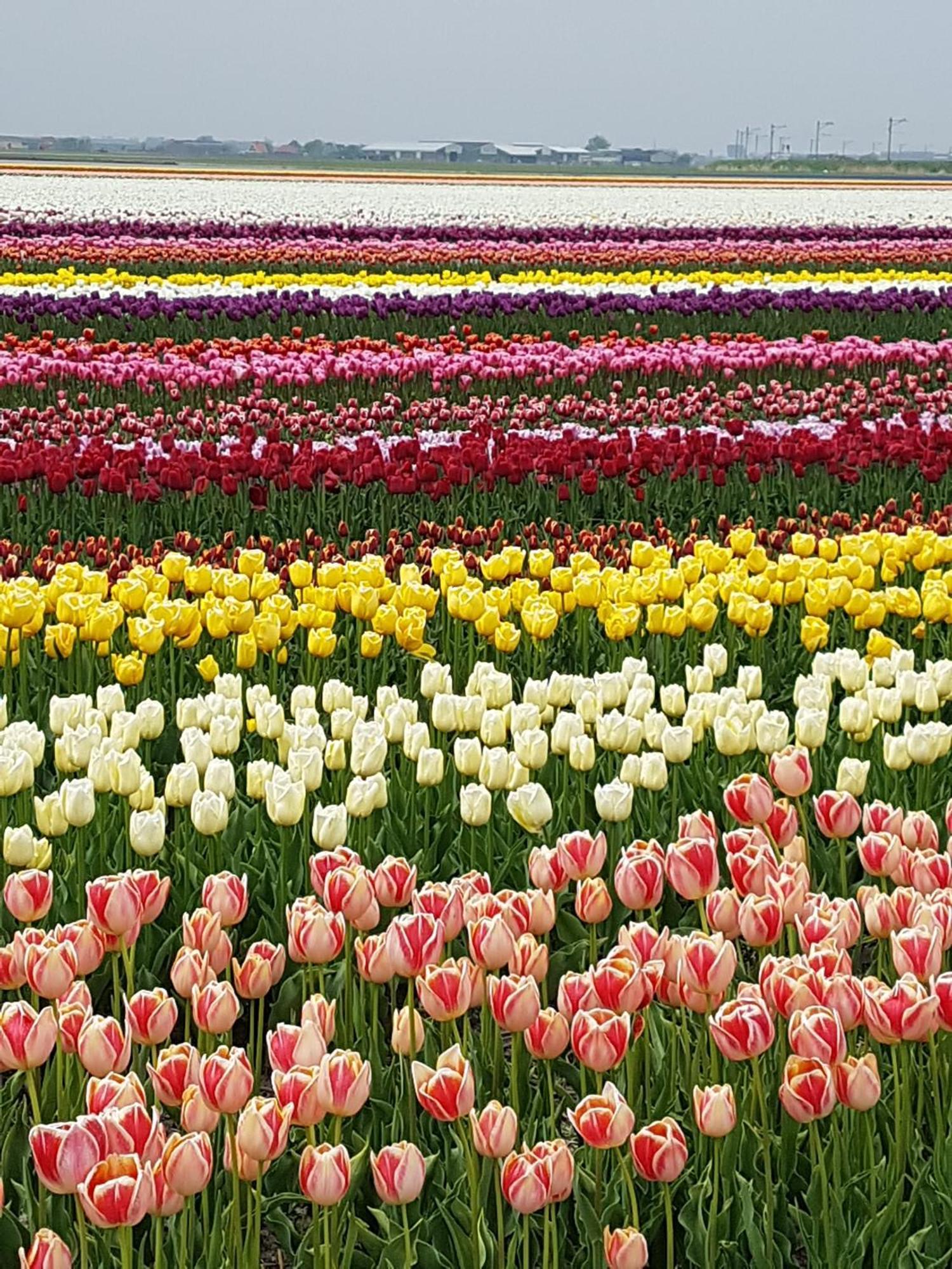 Romantisch Huisje Nabij Het Strand Met Uitzicht Op De Tulpenvelden Юлианадорп Экстерьер фото