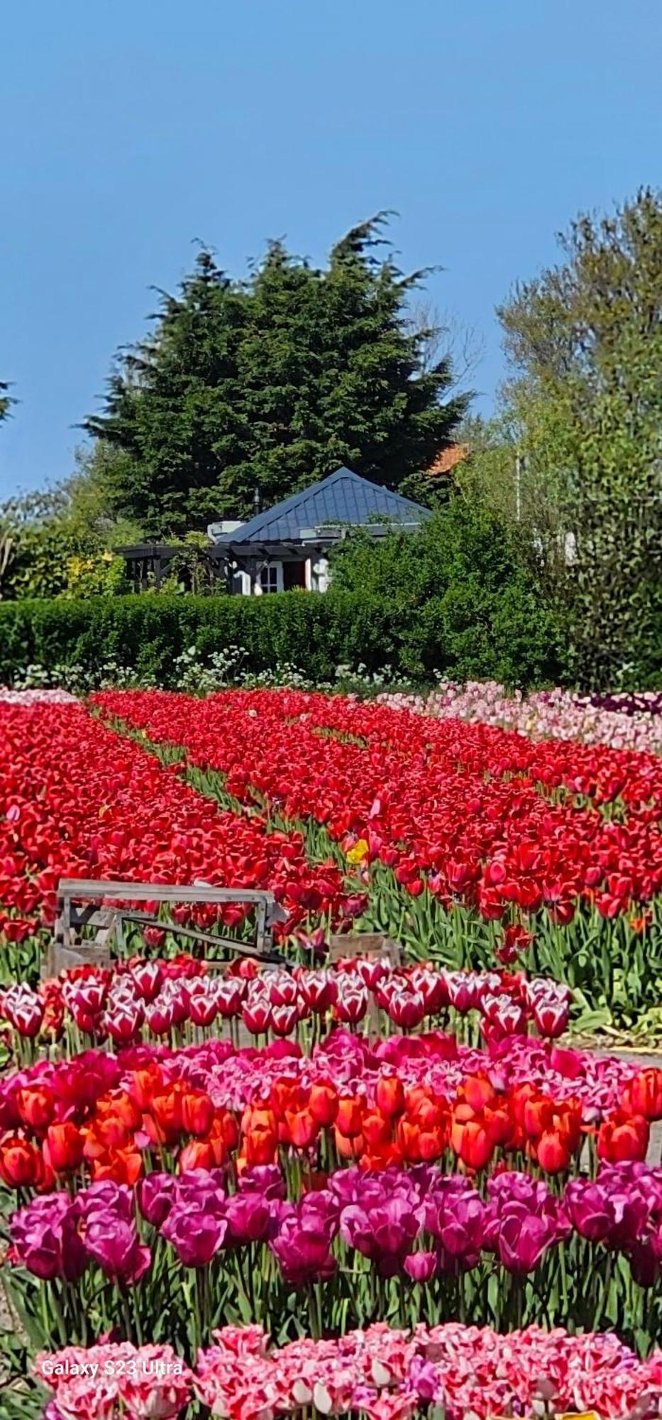 Romantisch Huisje Nabij Het Strand Met Uitzicht Op De Tulpenvelden Юлианадорп Экстерьер фото