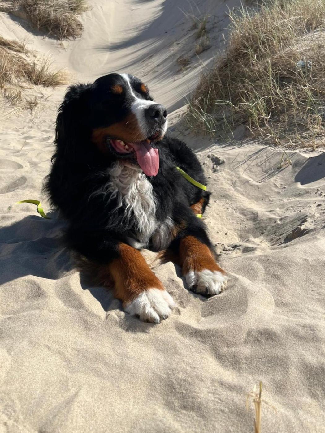 Romantisch Huisje Nabij Het Strand Met Uitzicht Op De Tulpenvelden Юлианадорп Экстерьер фото
