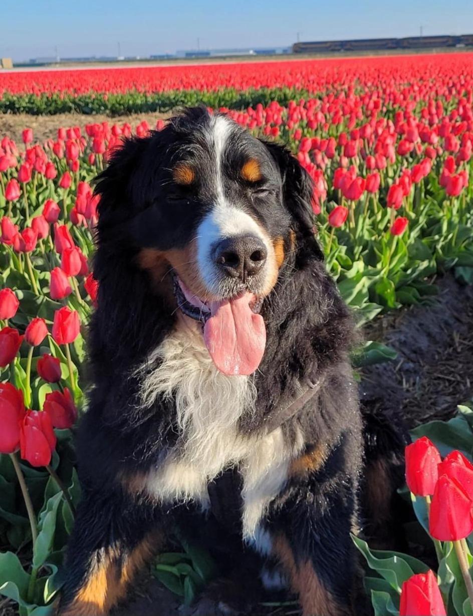 Romantisch Huisje Nabij Het Strand Met Uitzicht Op De Tulpenvelden Юлианадорп Экстерьер фото