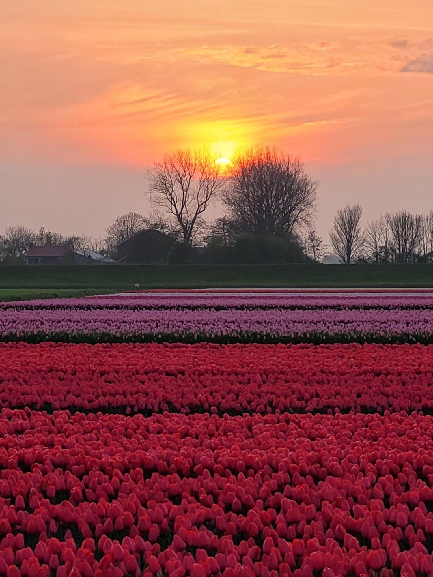 Romantisch Huisje Nabij Het Strand Met Uitzicht Op De Tulpenvelden Юлианадорп Экстерьер фото